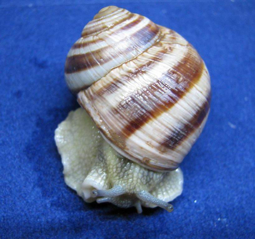 Helix ligata Pollino